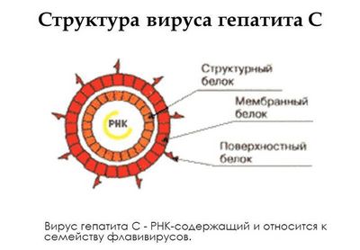 Принципы назначения и схемы лечения ВГС- фото № 2 Принципы назначения и схемы лечения ВГС