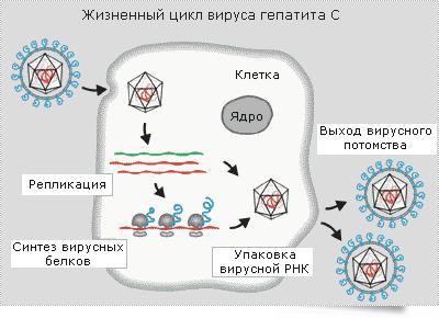 Необходимая информация о гепатите С- фото № 2 Необходимая информация о гепатите С
